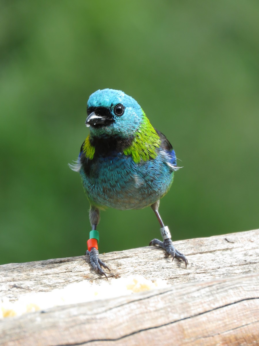 Green-headed Tanager - ML491498051