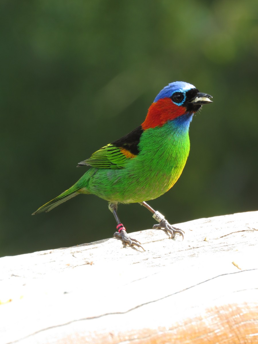 Red-necked Tanager - ML491498291