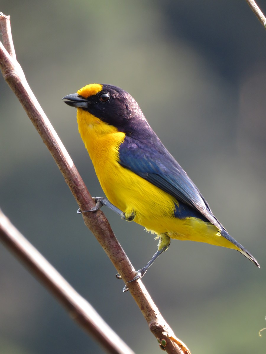 Violaceous Euphonia - ML491498581