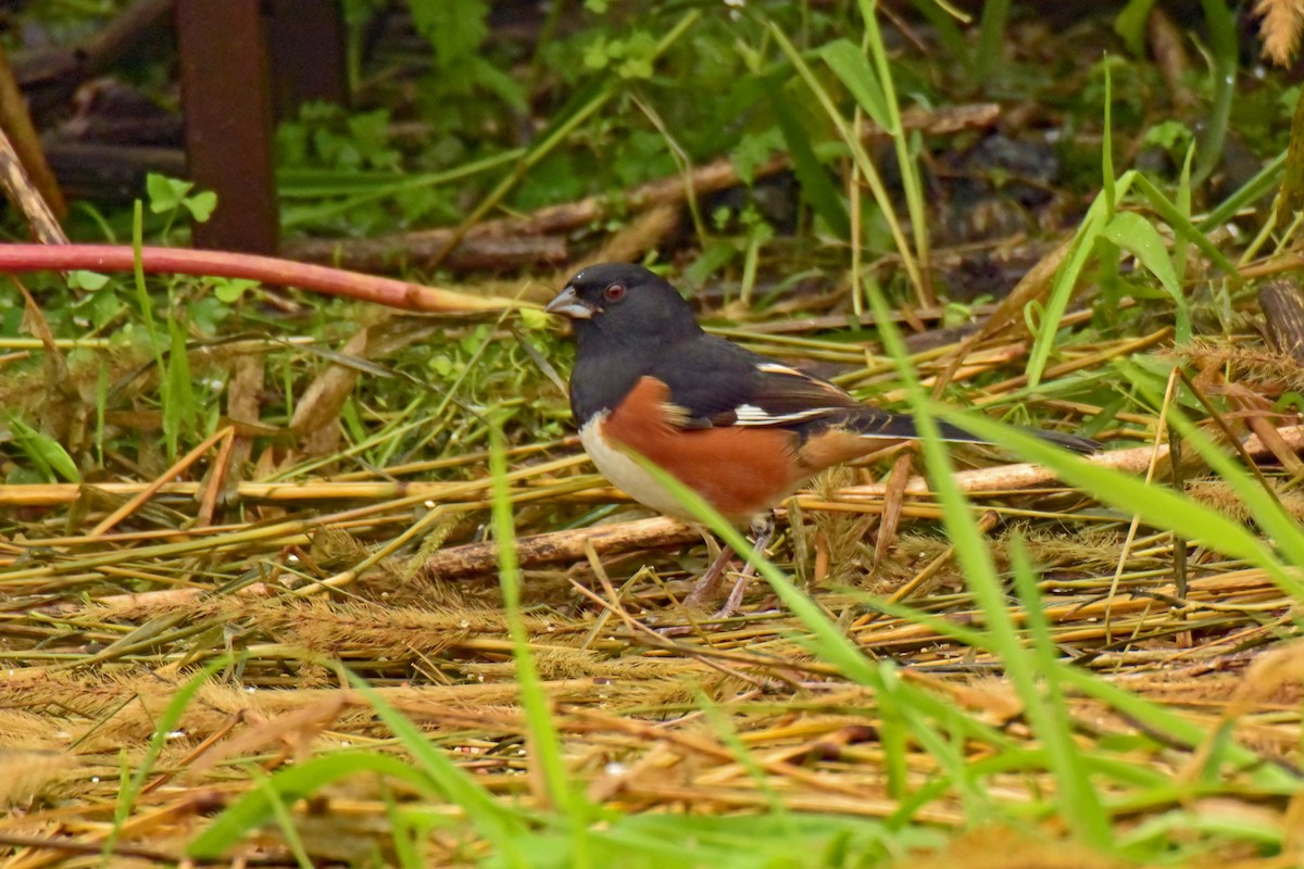 Eastern Towhee - Clint Murray