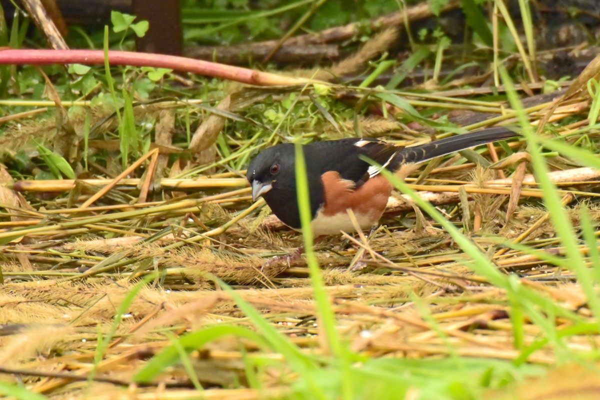 Eastern Towhee - Clint Murray