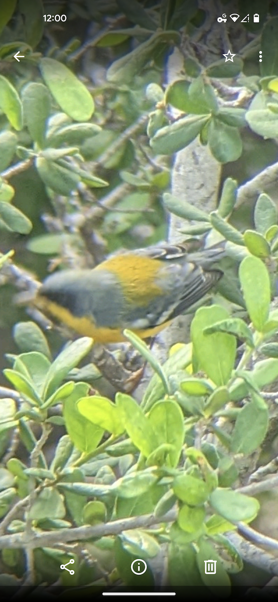 Tropikal Parula - ML491499621