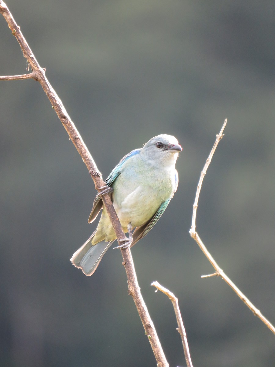 Azure-shouldered Tanager - ML491500231