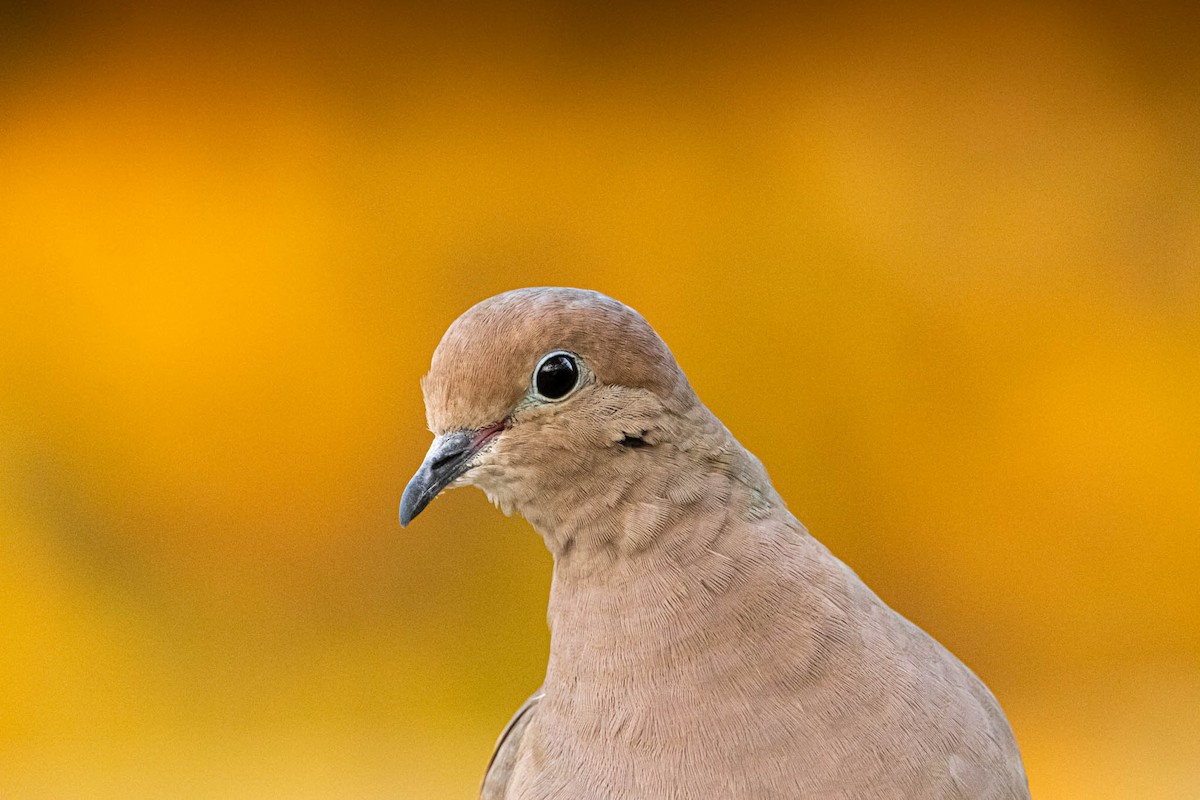 Mourning Dove - ML491500291