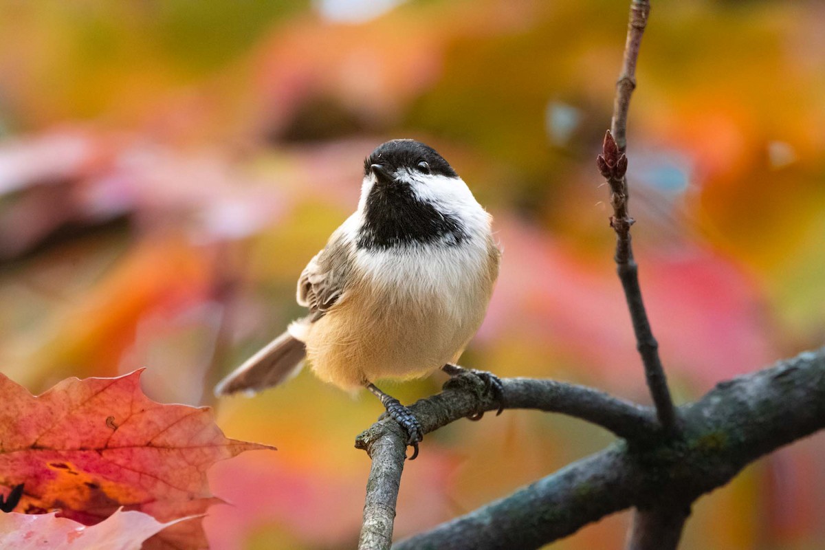 Black-capped Chickadee - ML491500401