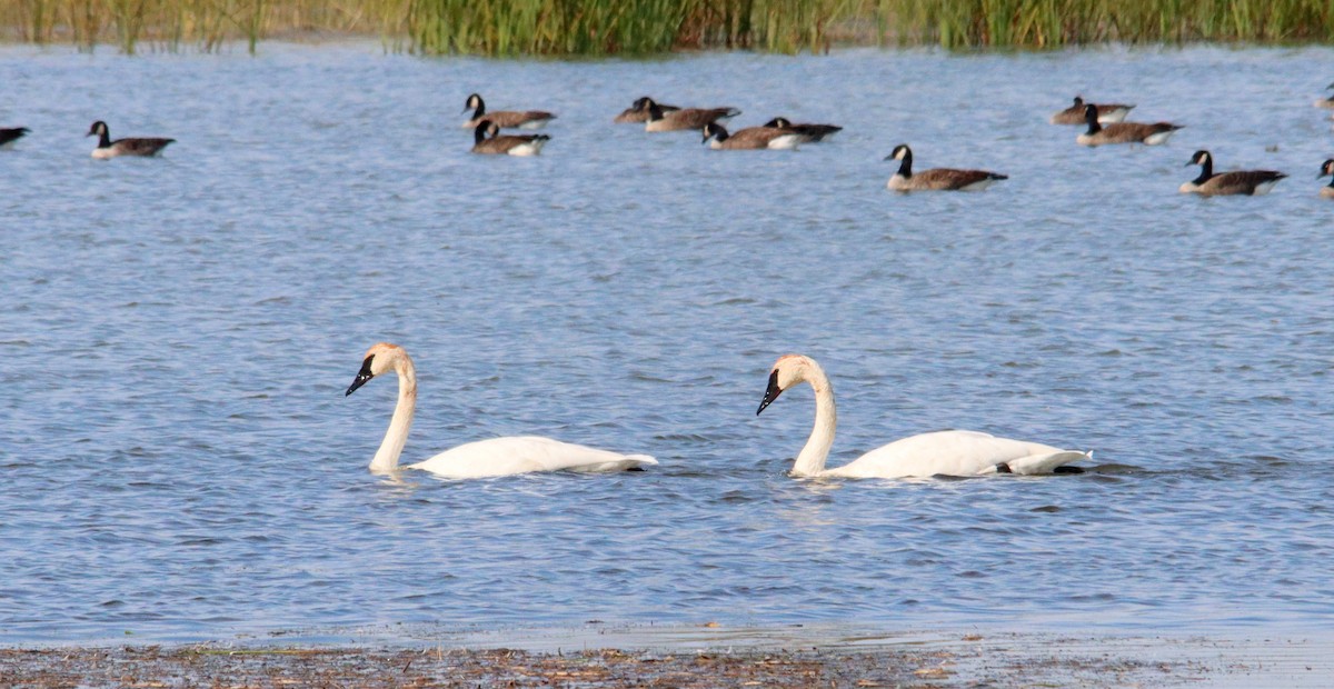 Trumpeter Swan - denise simonl