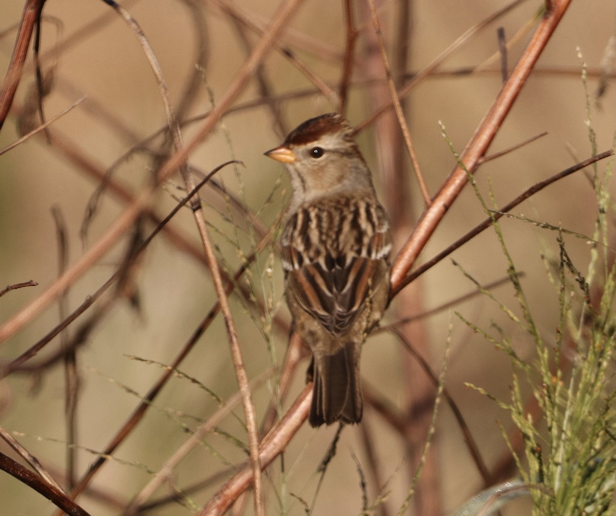 White-crowned Sparrow - Kaysea Bruce