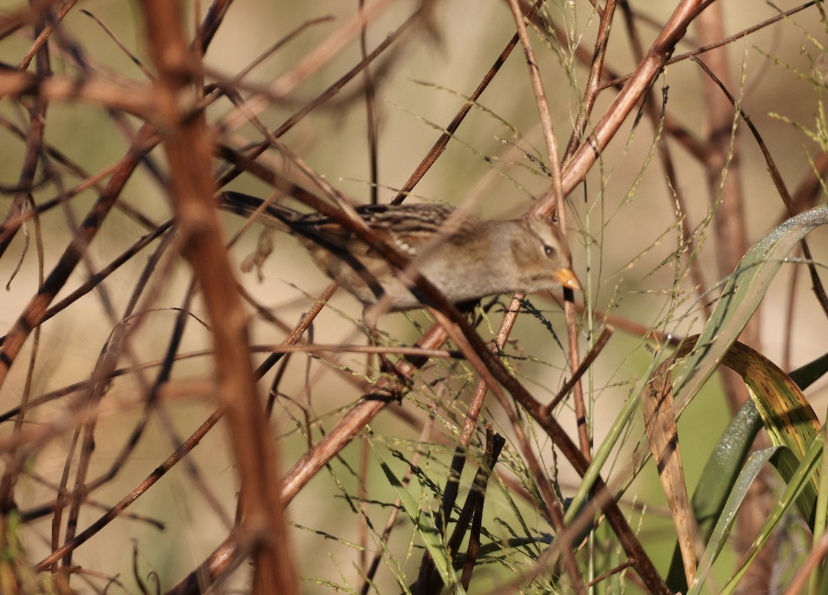 White-crowned Sparrow - ML491501511