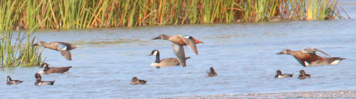 Blue-winged Teal - denise simonl