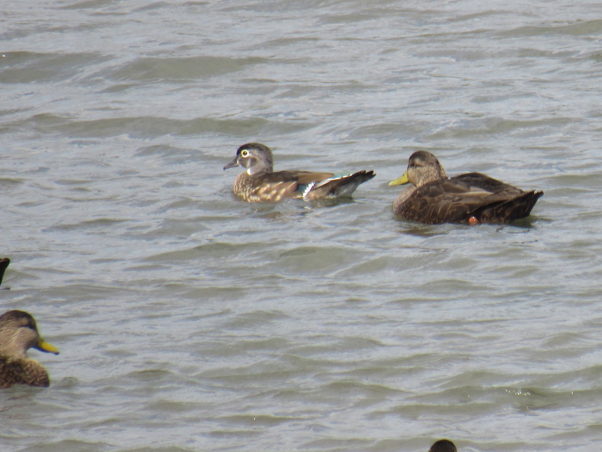 アメリカオシ - ML491503881