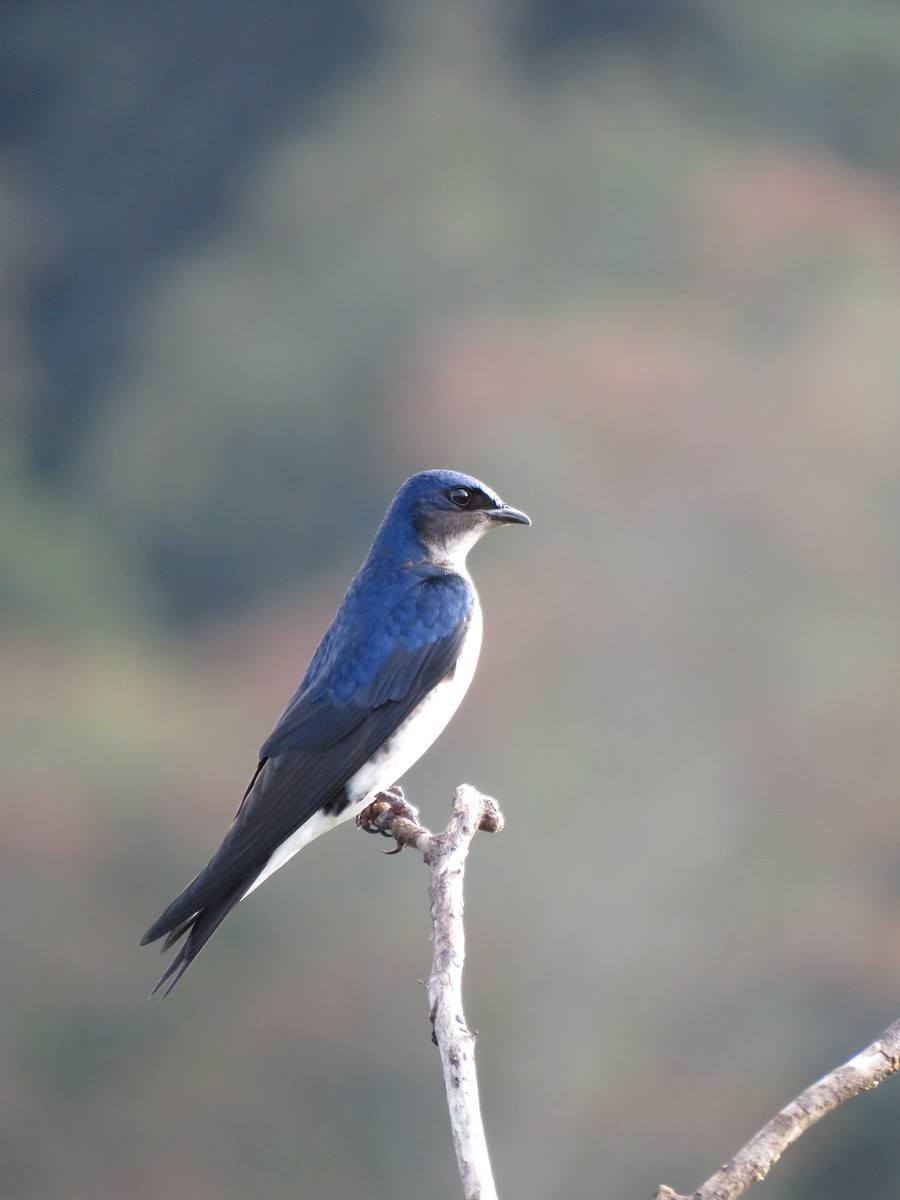 Gray-breasted Martin - ML491504101