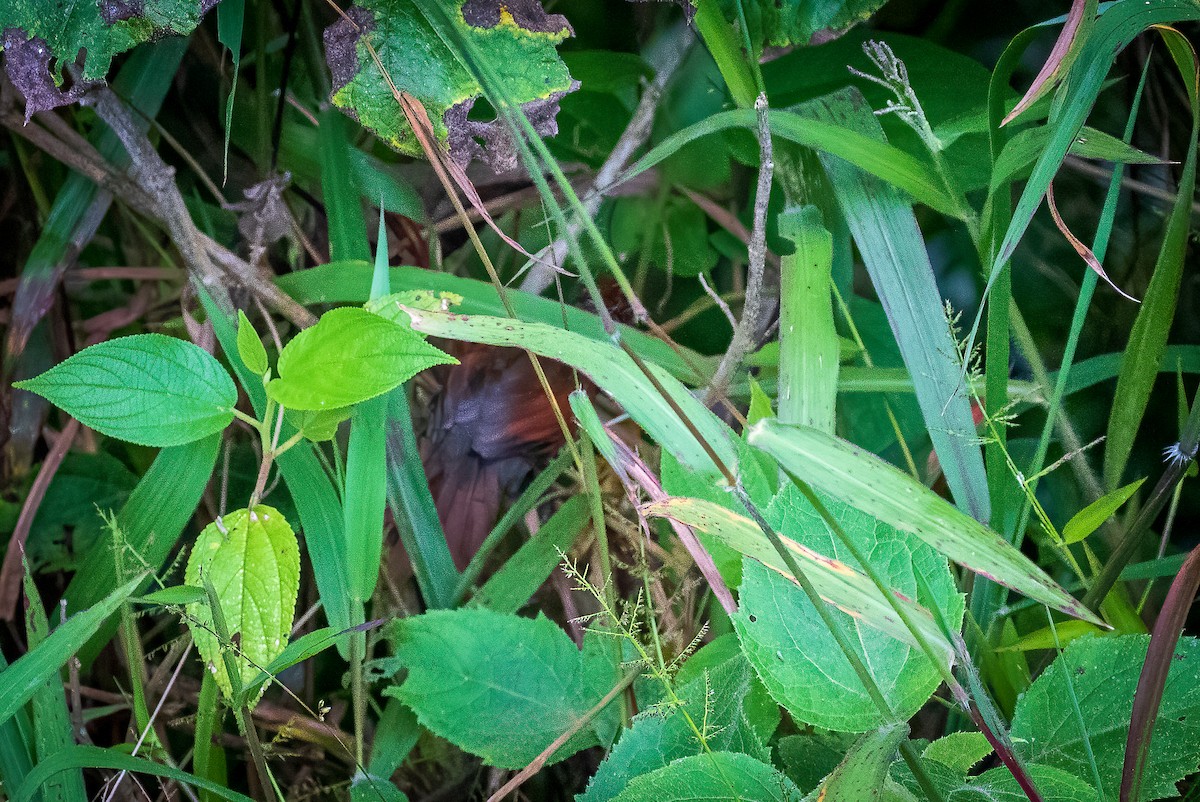 Dusky Spinetail - Michael Ortner