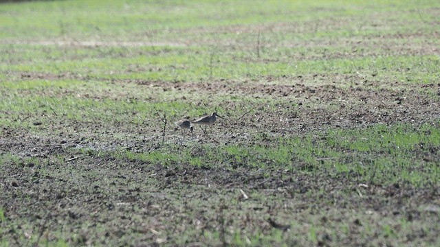 Hudsonian Godwit - ML491504531