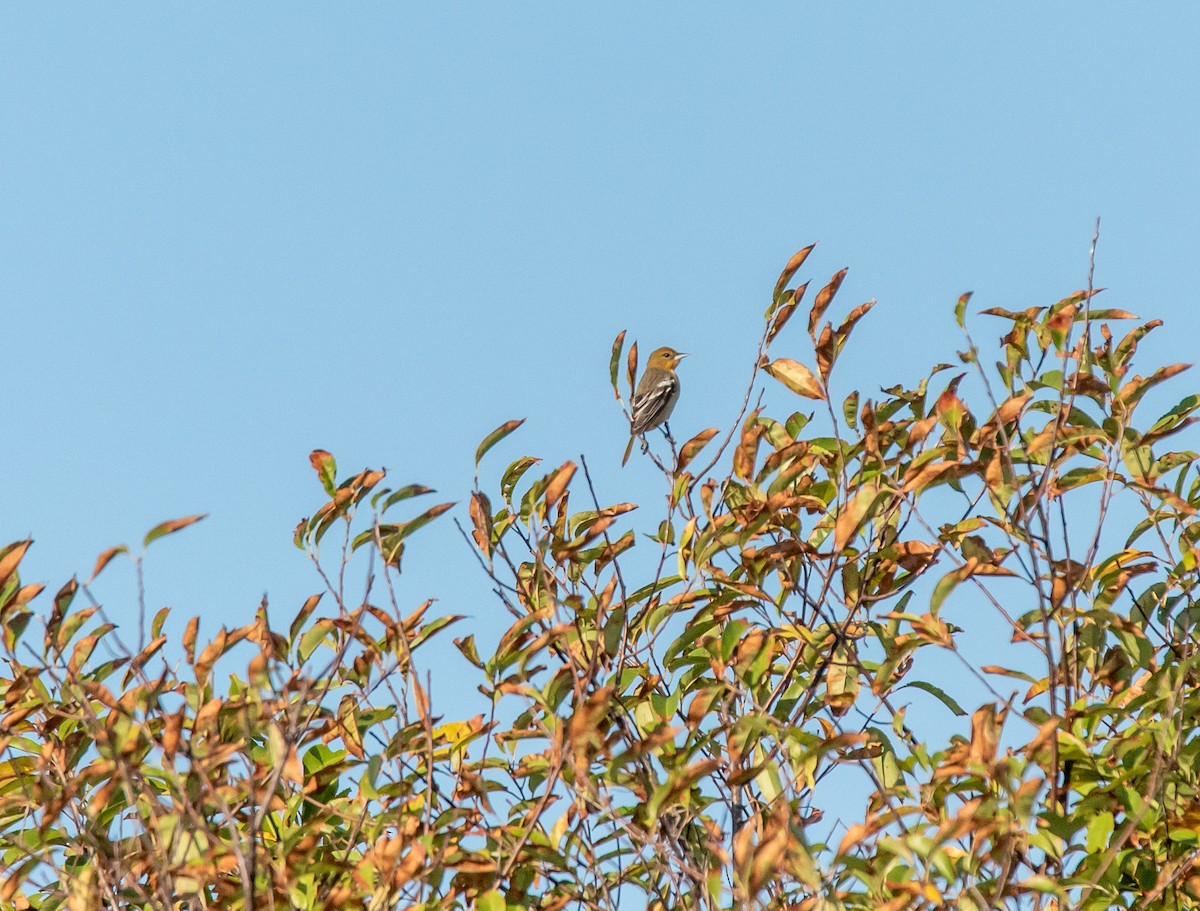 Baltimore Oriole - ML491505881