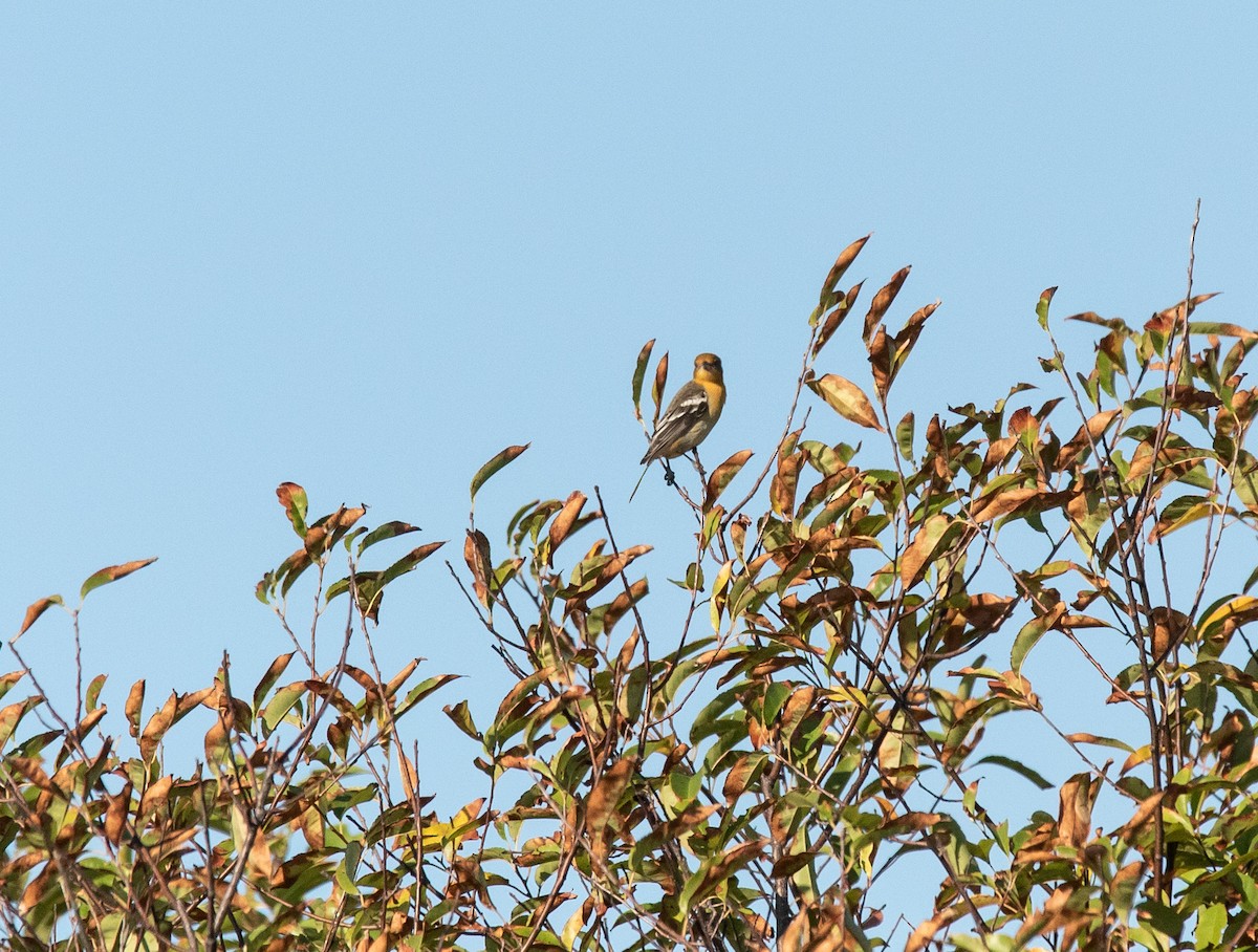 Baltimore Oriole - ML491505891