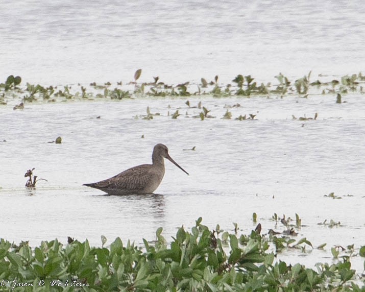 Hudsonian Godwit - ML491506161