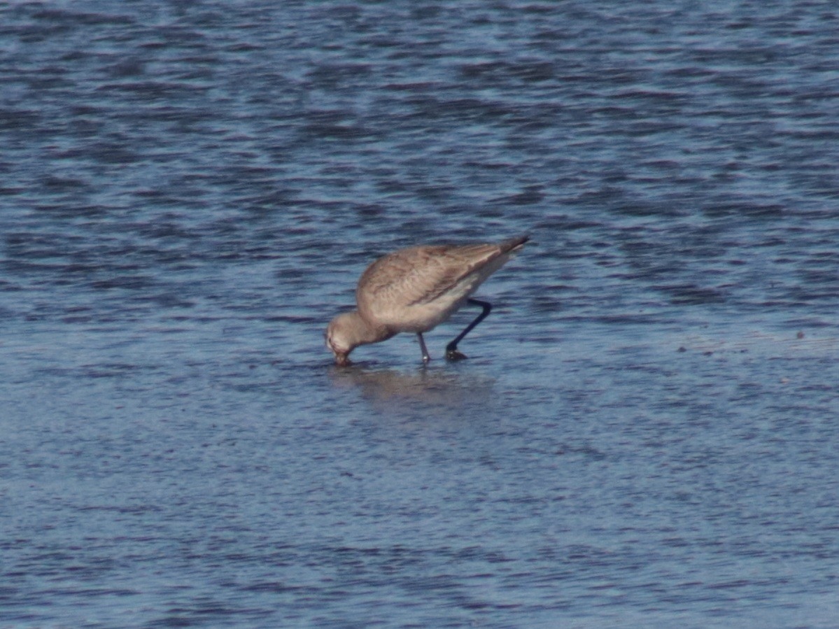 Hudsonian Godwit - ML491508431