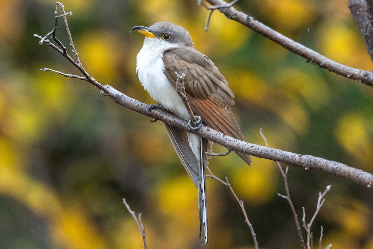 Yellow-billed Cuckoo - André Desrochers