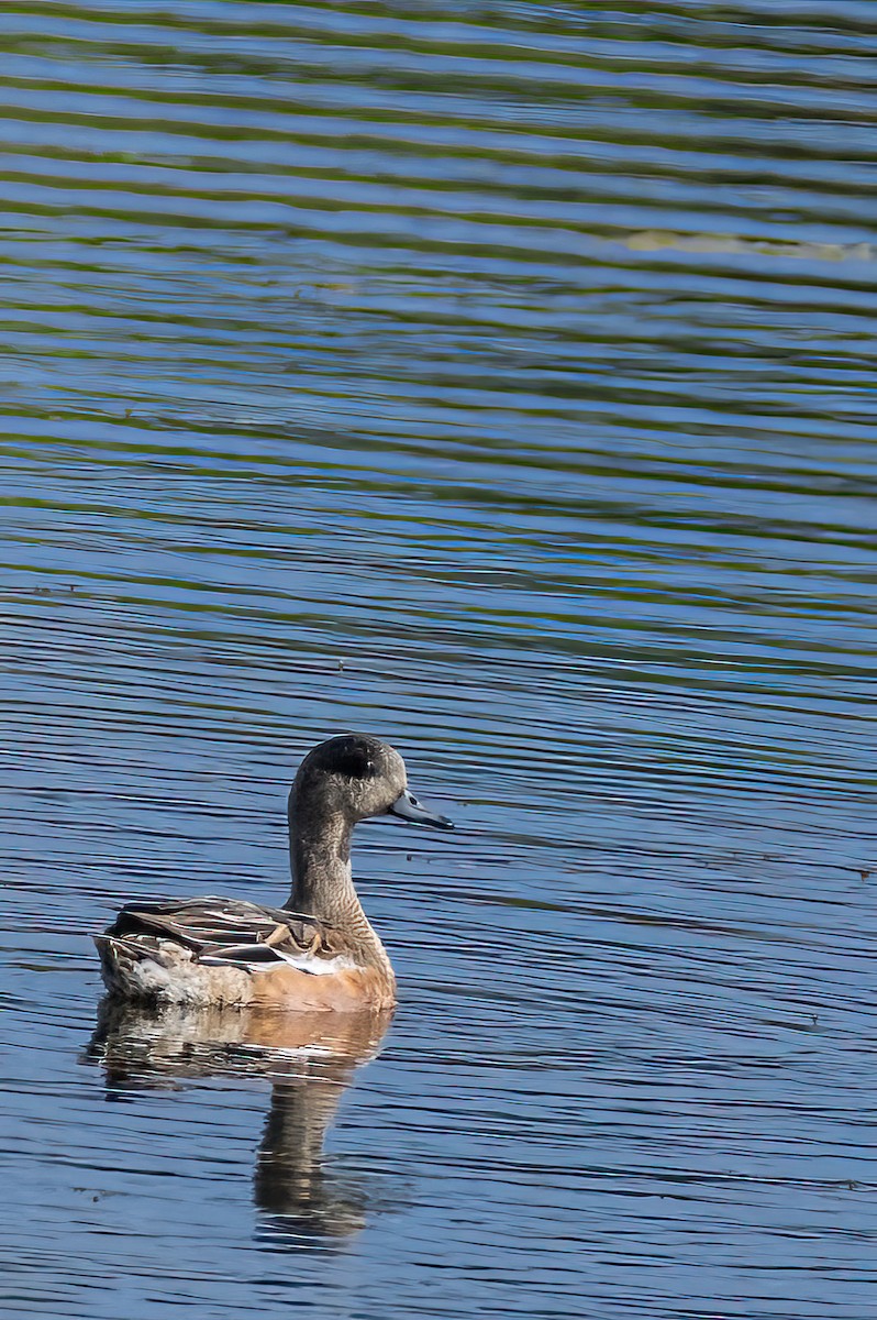 American Wigeon - ML491510501