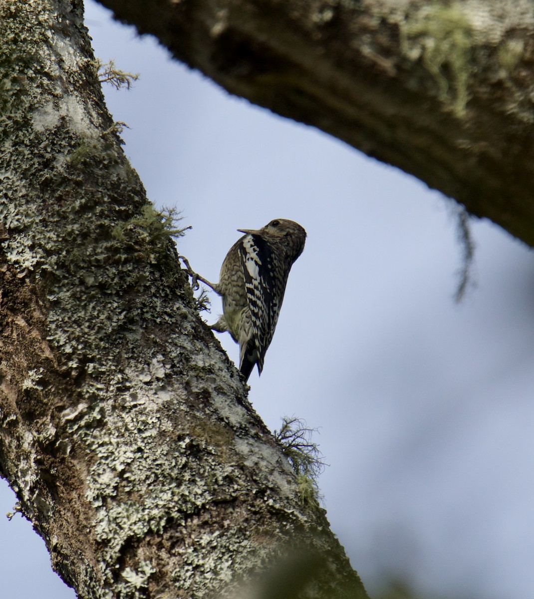 Yellow-bellied Sapsucker - ML491512031