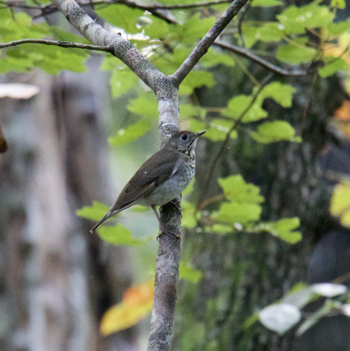 Gray-cheeked Thrush - ML491512391