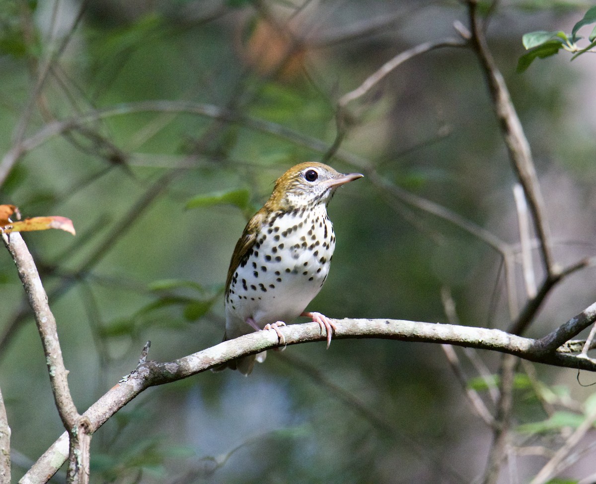 Wood Thrush - ML491512491