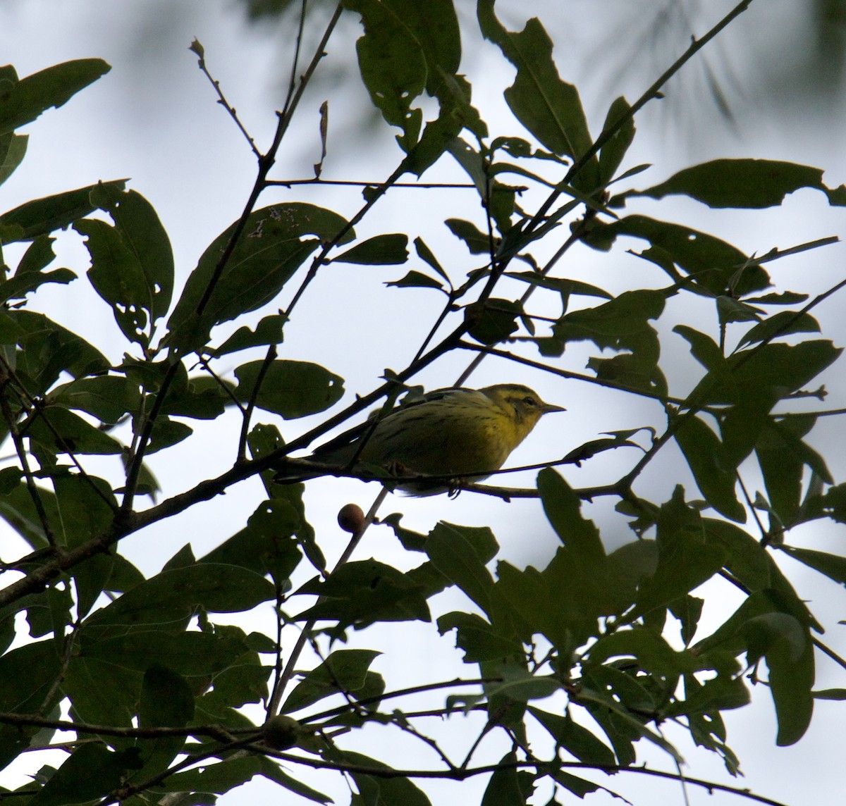 Blackburnian Warbler - Jordan Juzdowski