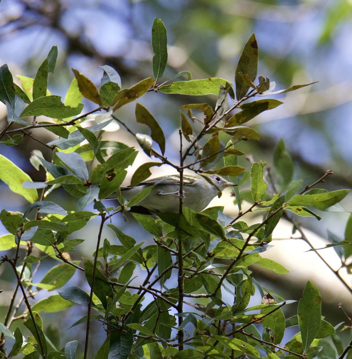 Chestnut-sided Warbler - ML491512631