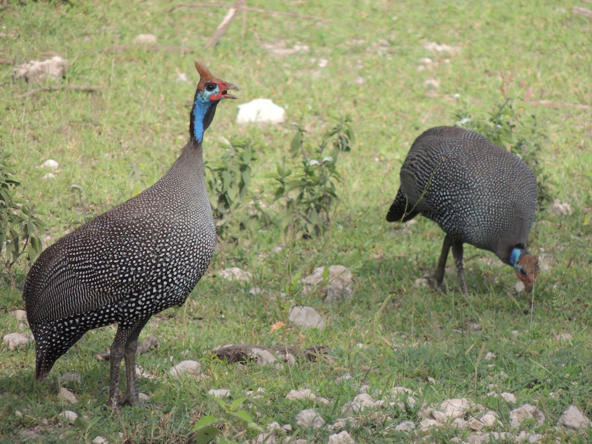 Helmeted Guineafowl - John C Sullivan