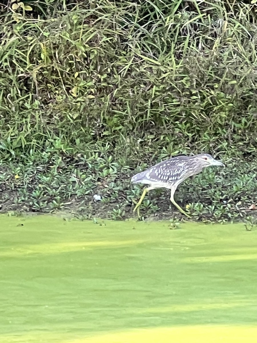 Nitticora - ML491516211