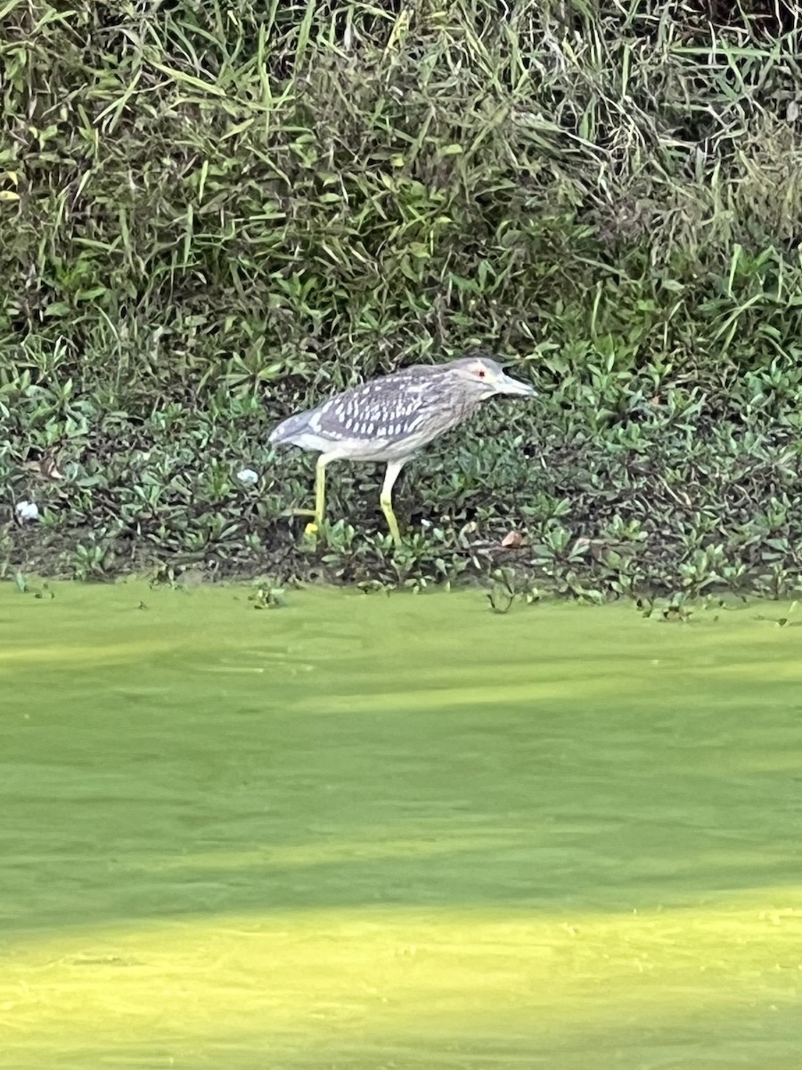 Nitticora - ML491516221