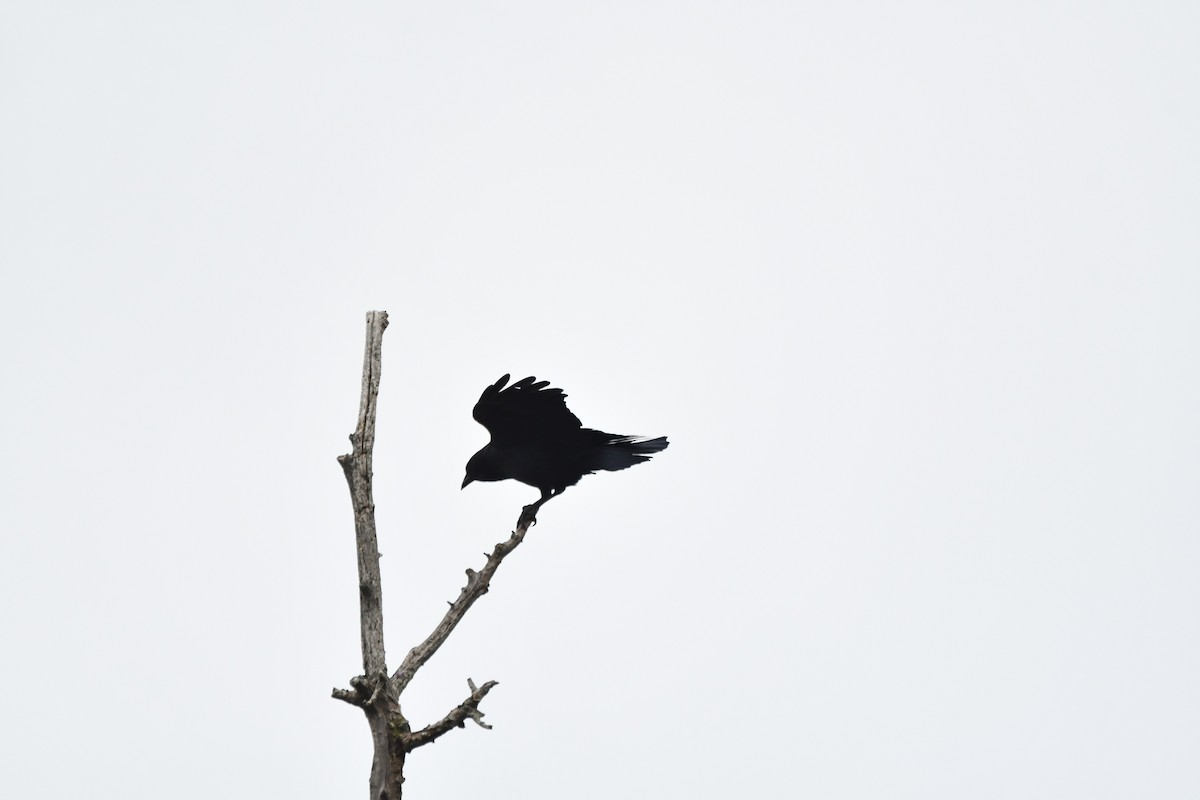 American Crow - ML491516271