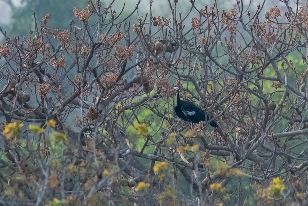 Red-throated Piping-Guan - ML491516441