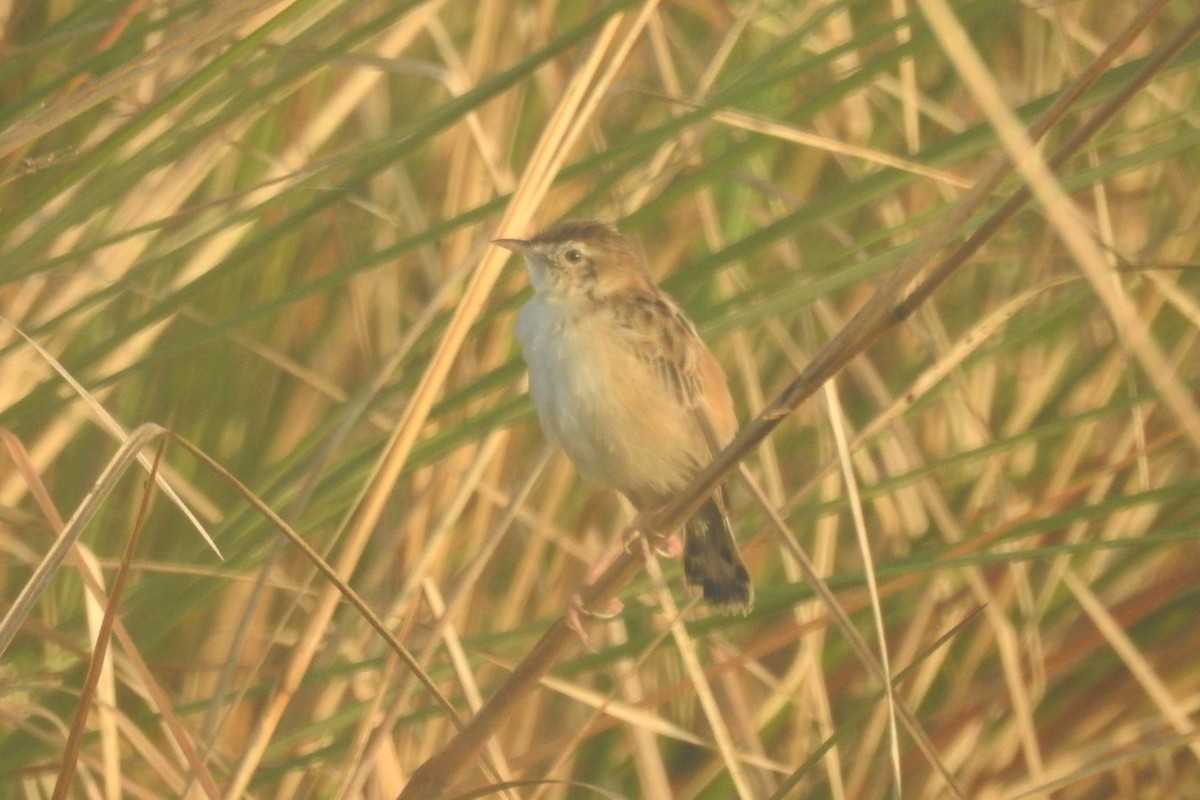 Zitting Cisticola - ML491517291