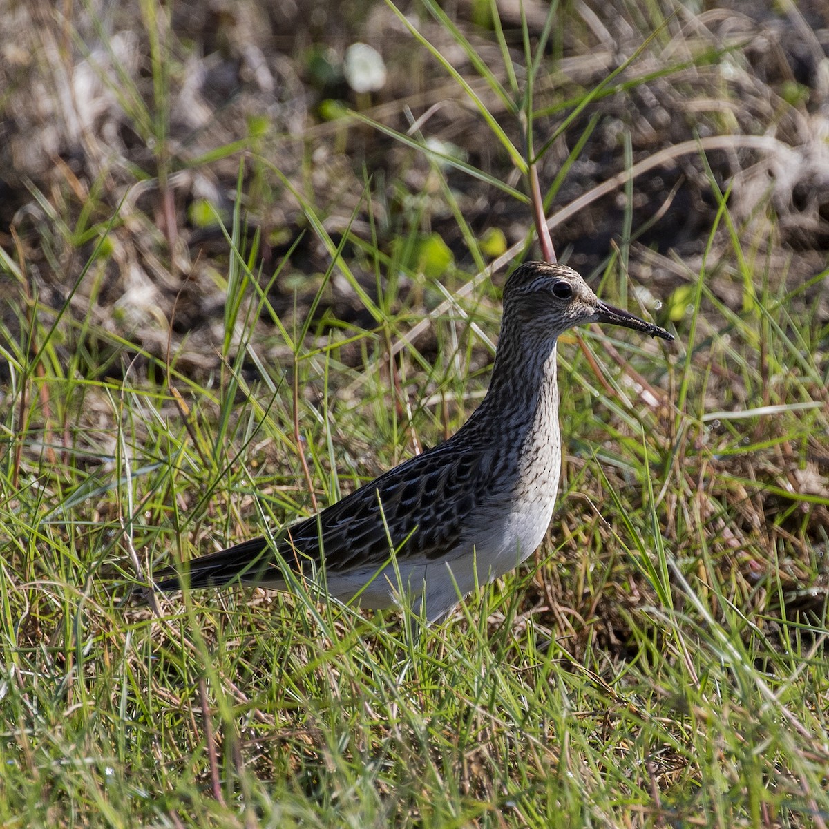 Bécasseau à poitrine cendrée - ML491517981