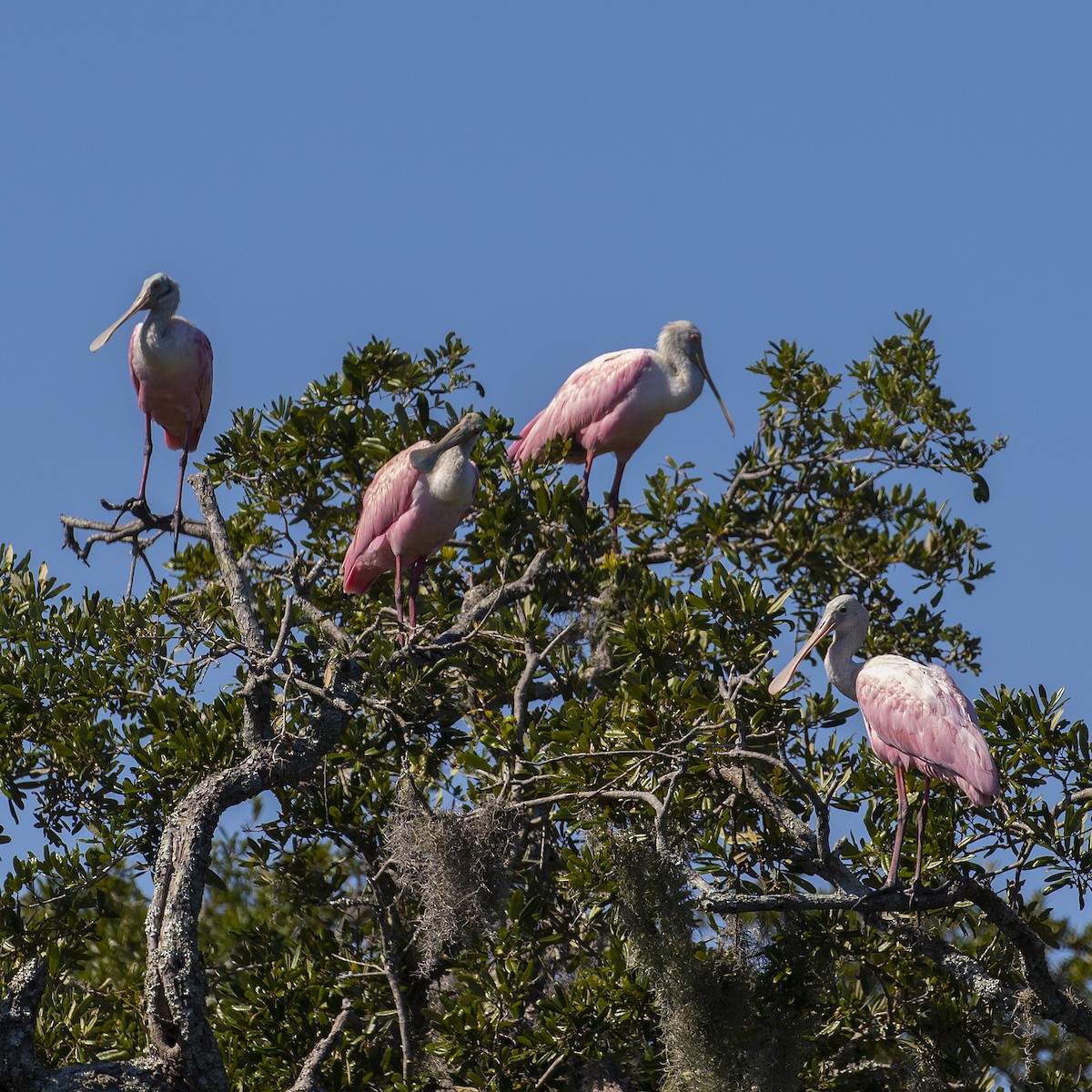 Roseate Spoonbill - Dan Vickers