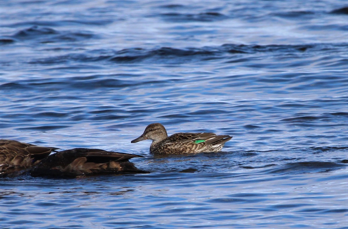 Green-winged Teal - ML491518371