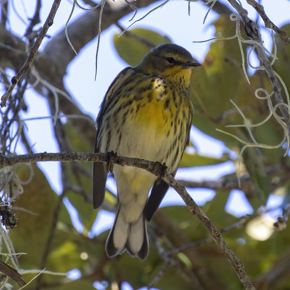 Cape May Warbler - ML491518391