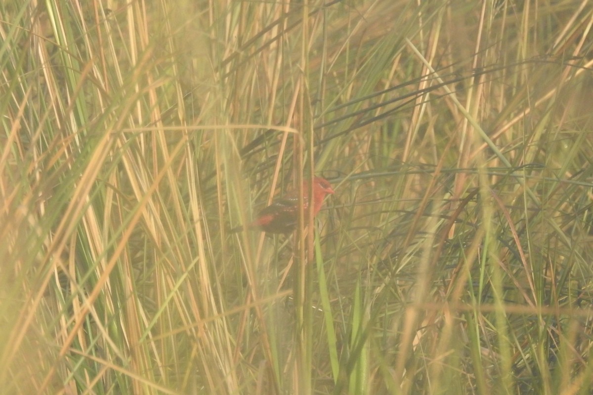 Bengalí Rojo - ML491518491