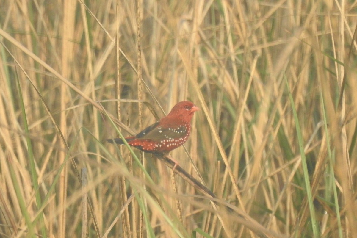 Red Avadavat - Manoj Karingamadathil