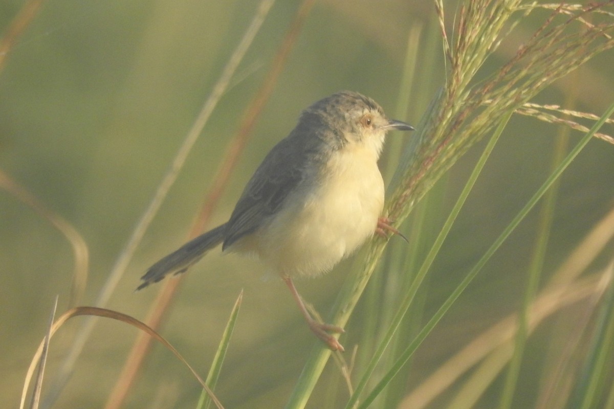 Plain Prinia - ML491518731