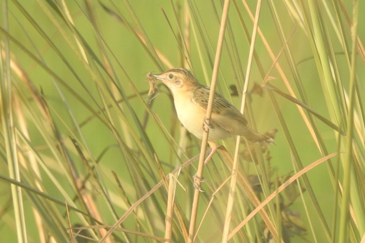 Zitting Cisticola - ML491518891