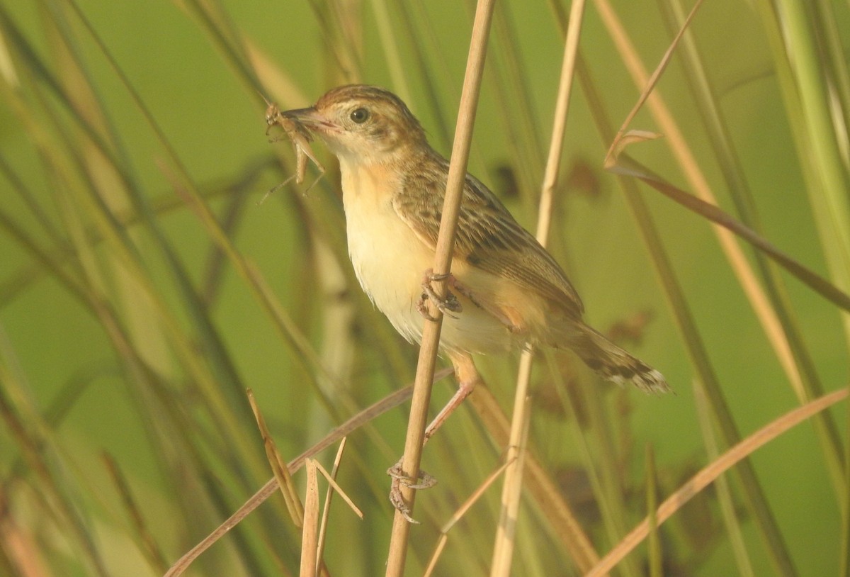 Zitting Cisticola - ML491518901