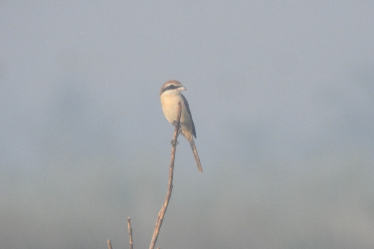 Brown Shrike - ML491519161