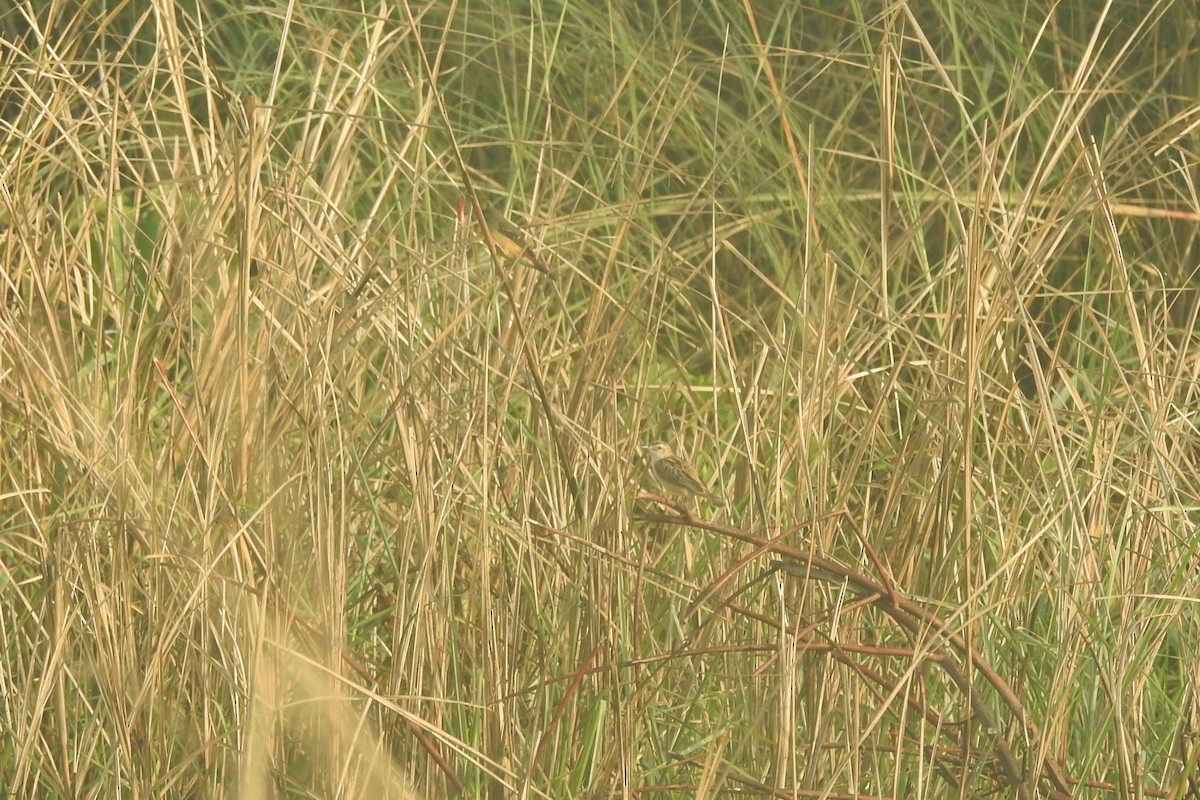 Zitting Cisticola - ML491519361