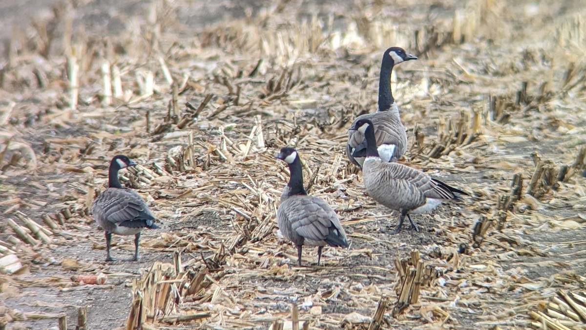 Cackling Goose - ML491520981