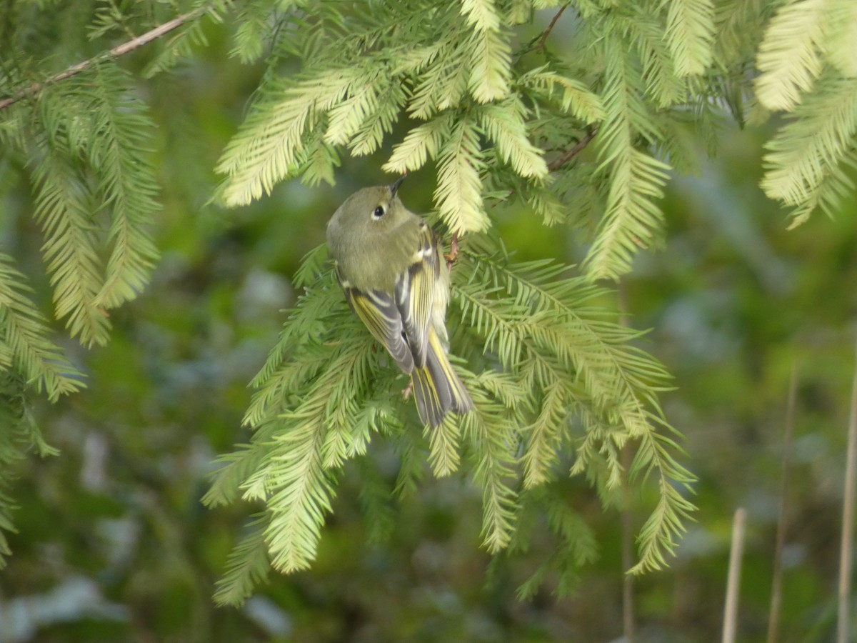 Ruby-crowned Kinglet - ML491522351