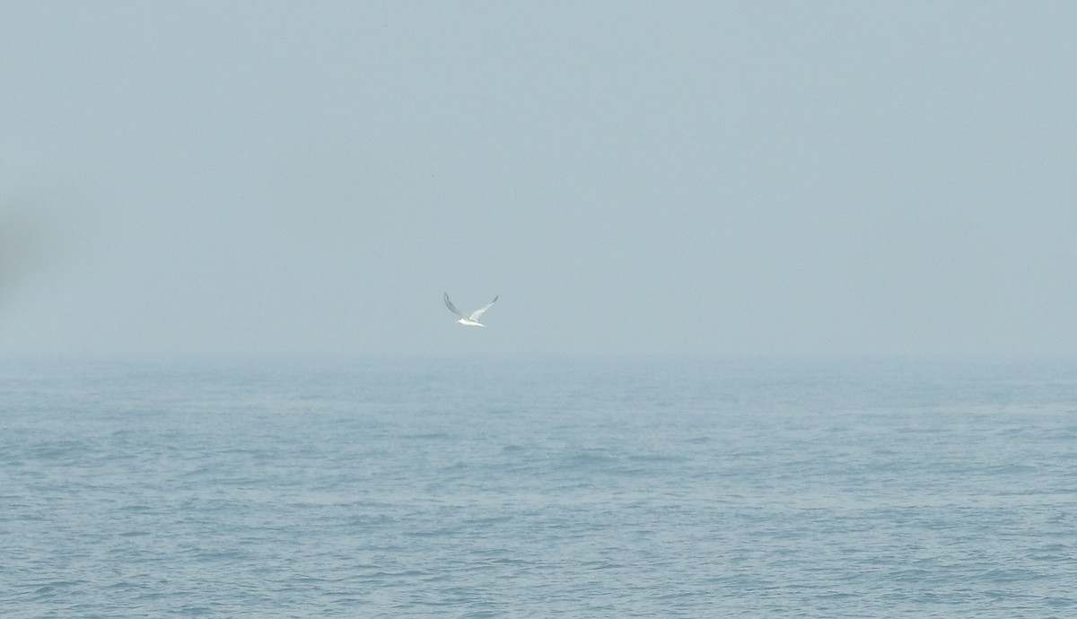 小鳳頭燕鷗 - ML491524621