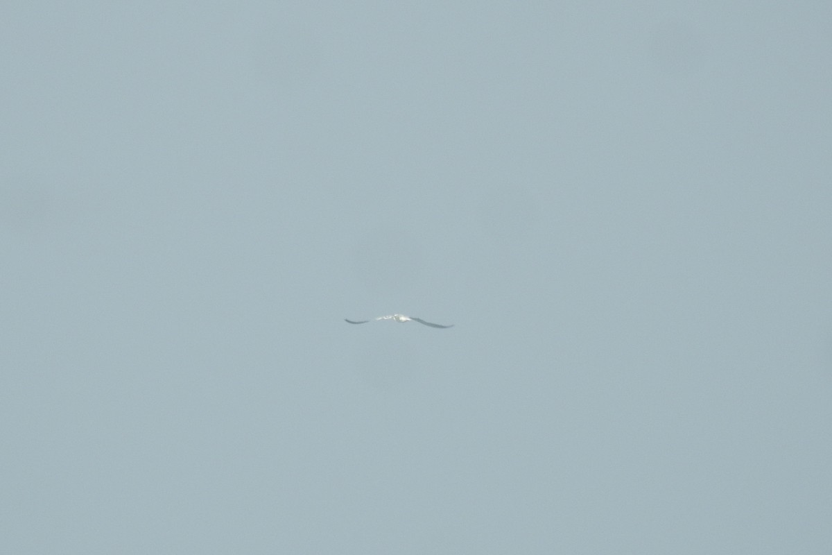 Lesser Crested Tern - ML491524631