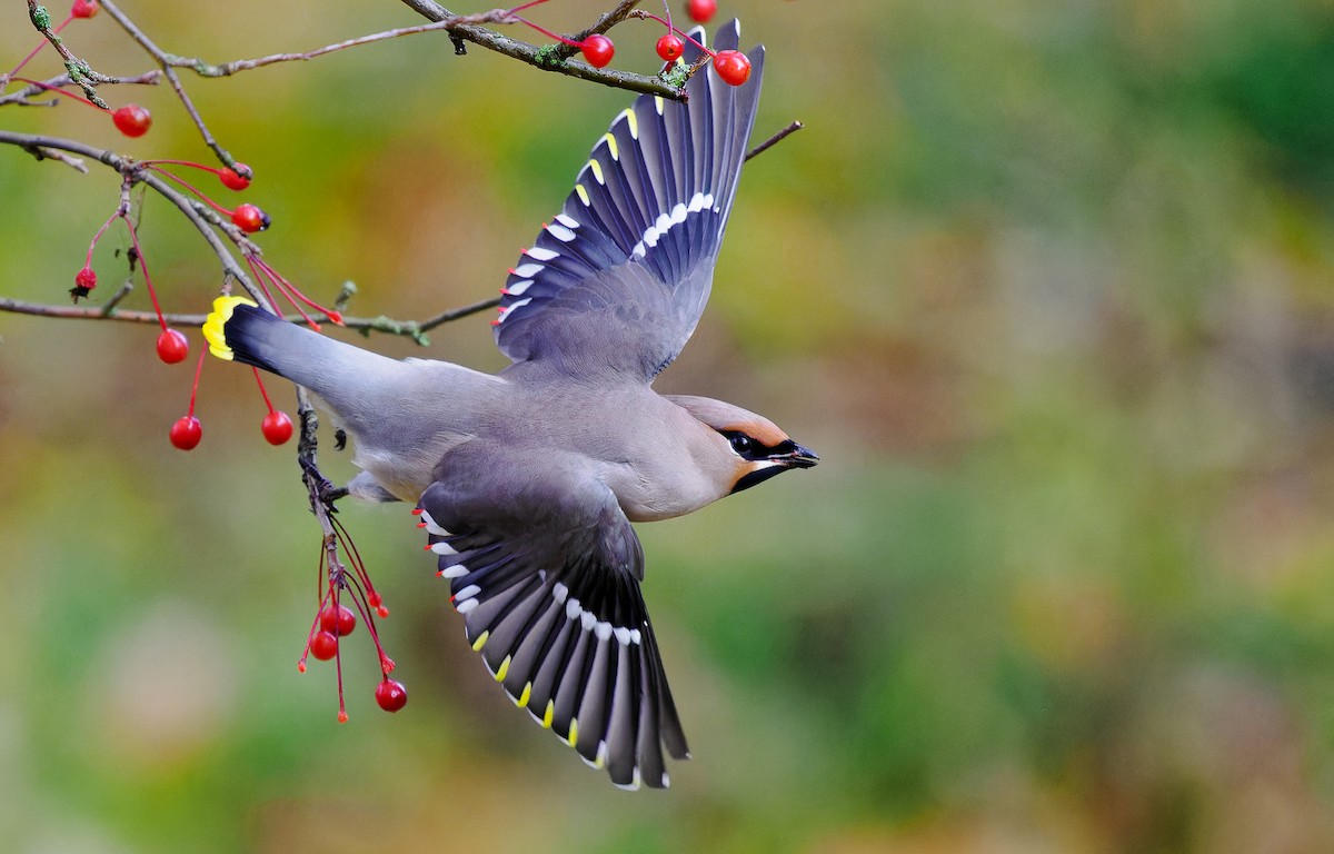 Bohemian Waxwing - ML491524961